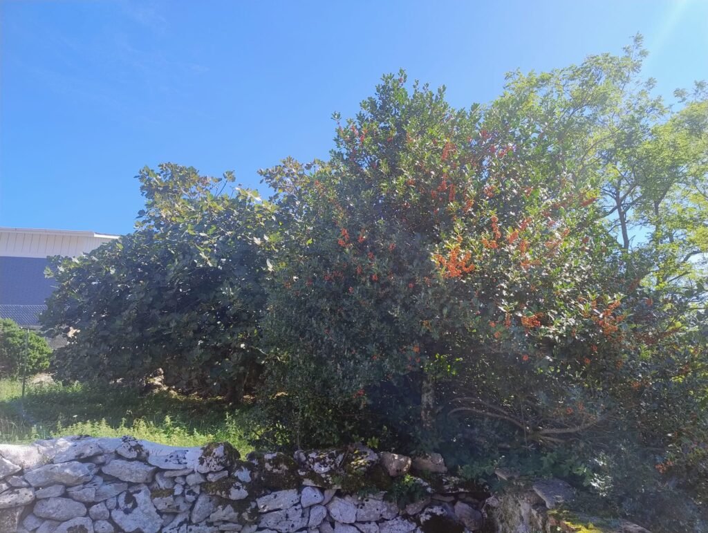 la higuera y el acebo de Gregorio Morán