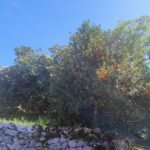 la higuera y el acebo de Gregorio Morán
